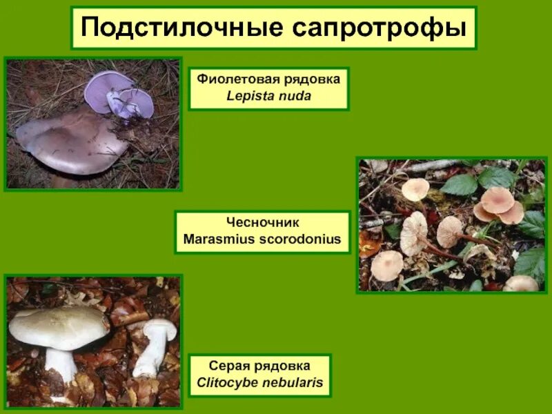 Грибы сапротрофы это. Подстилочные и гумусовые сапротрофы. Гриб сапротроф. Опята сапротрофы. Почвенные сапротрофы грибы.