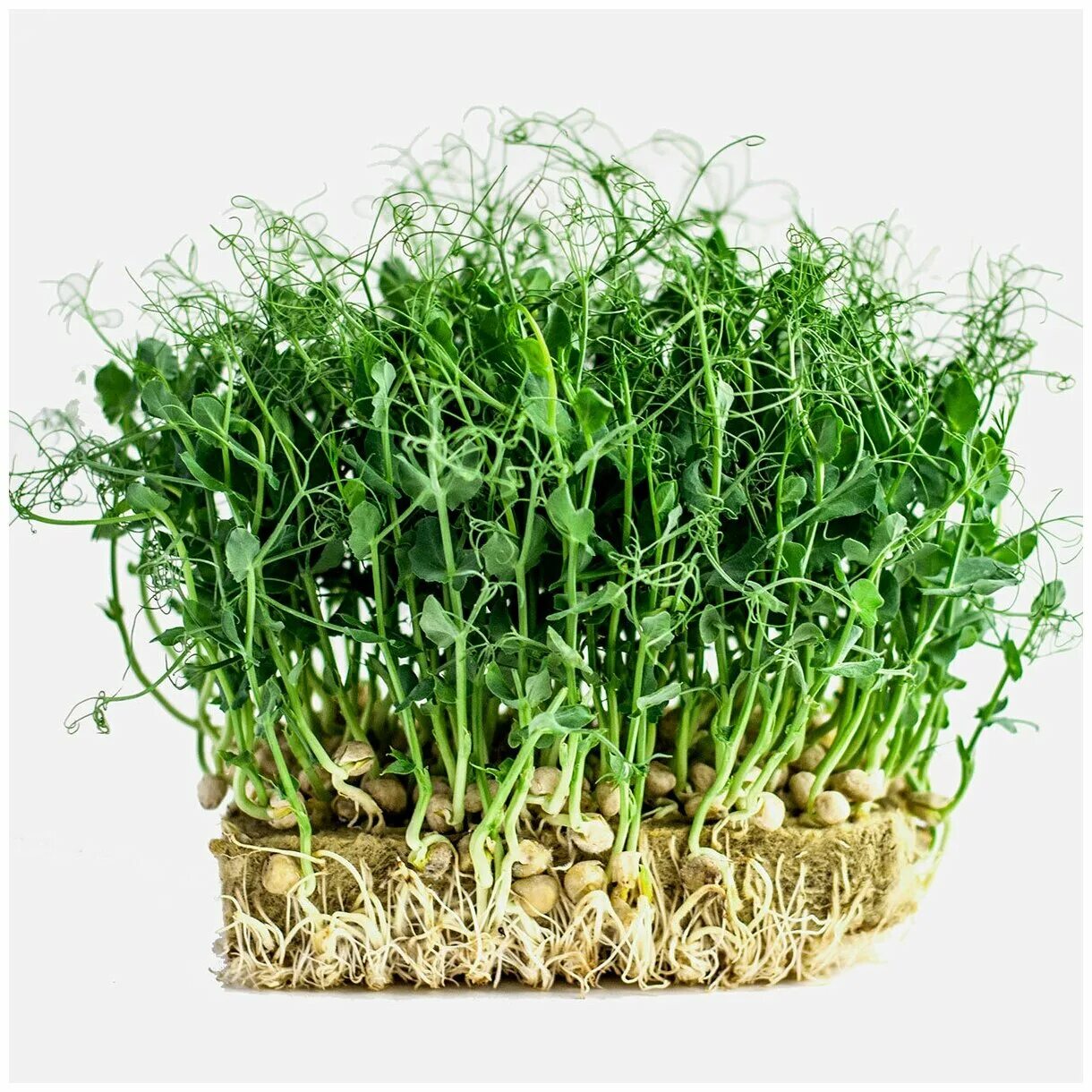 Мангольд микрозелень. Субстрат для микрозелени. Микрозелень на кокосовом субстрате. Субстраты для выращивания микрозелени. Агровата спеланд.