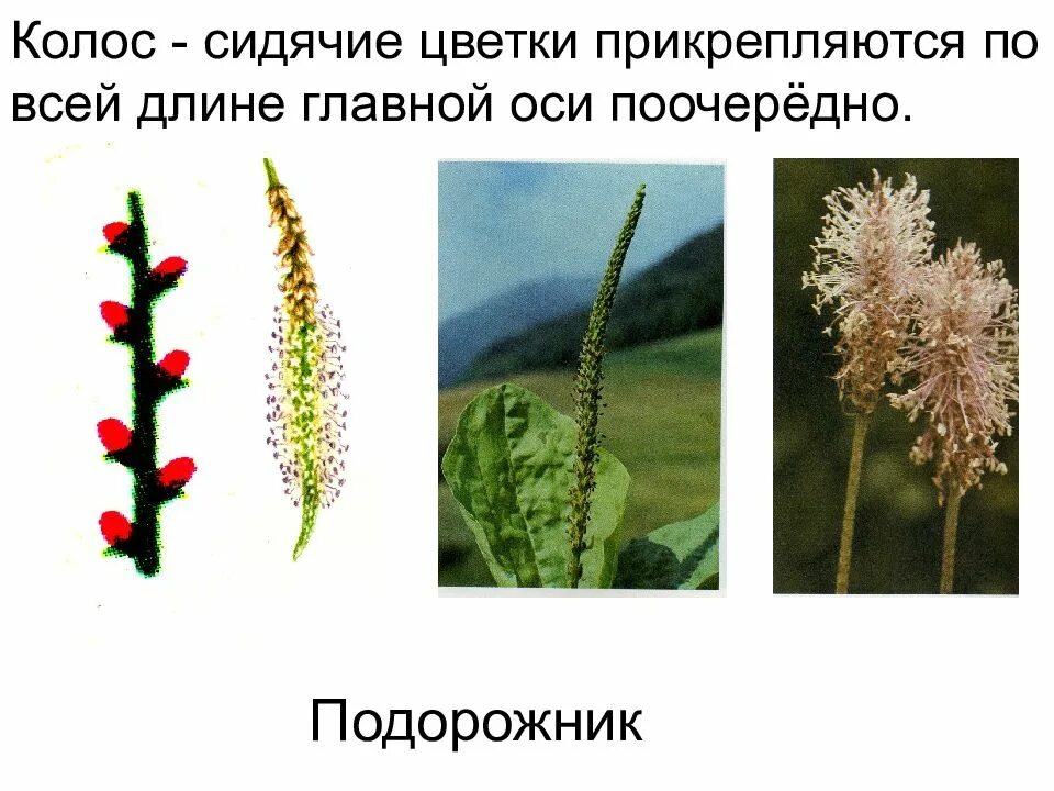 Генеративные органы соцветия. Генеративные органы цветки соцветия. Сидячие цветки. Сидячие соцветия. Сидячие цветки примеры.