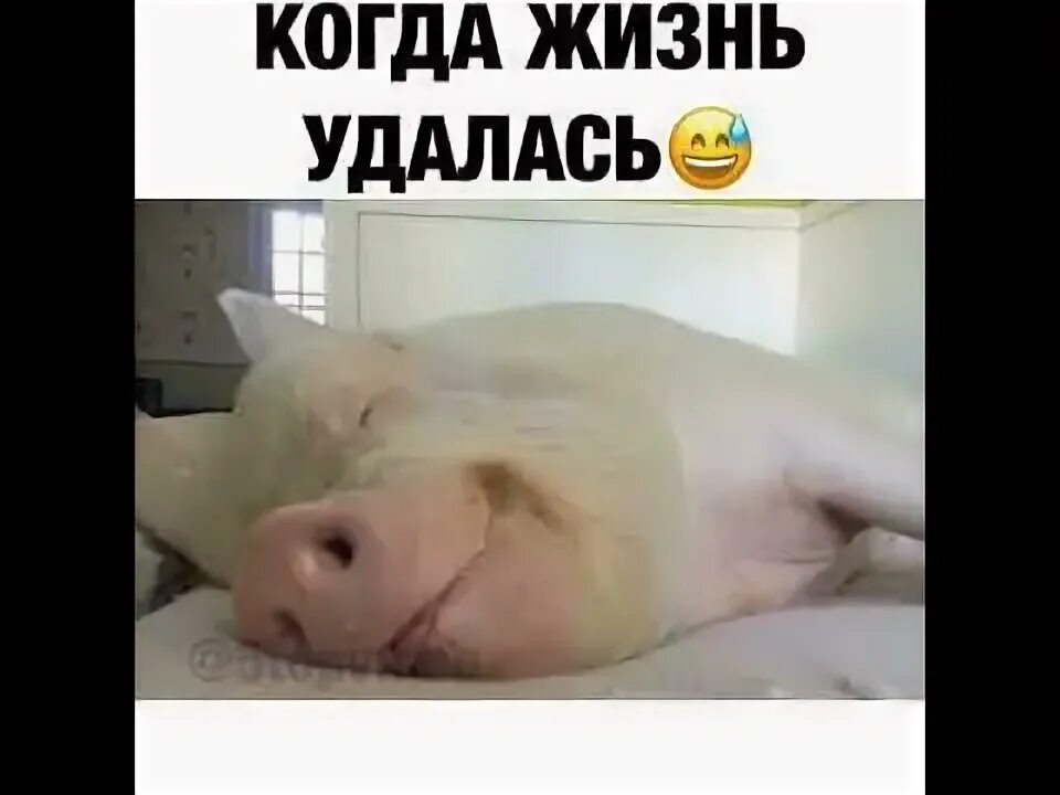 Спящий поросенок. Свинья кайфует