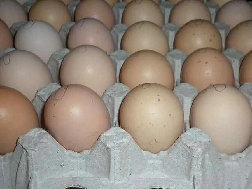 Инкубационные яйца птицы купить. Инкубационное яйцо Орпингтон. Орпингтон цвет яиц. Элитные яйца. Авикола инкубационное яйцо.