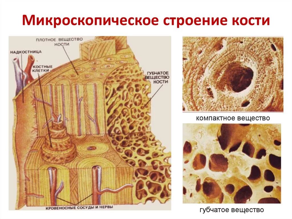 Компактное и губчатое вещество трубчатой кости. Костная ткань компактное вещество губчатое вещество. Строение компактного вещества трубчатой кости. Микроскопическое строение трубчатой кости.