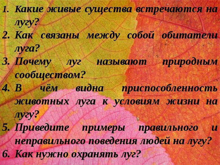 Сообщение животные луга 2 класс окружающий мир. Как связаны между собой обитатели луга. обитатели луга 2 класс окружающий мир. жизненные условия на лугу. в чем видна приспособленность животных луга к условиям жизни на лугу.