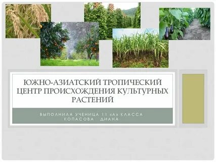 Тропический центр