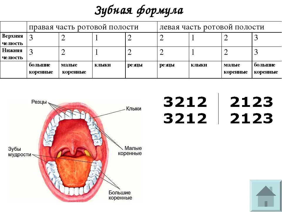 Формула количества молочных зубов. Зубная формула постоянных зубов имеет вид. Формула молочных и постоянных зубов. Расшифровка формулы зубов у детей. Зубная формула человека таблица.