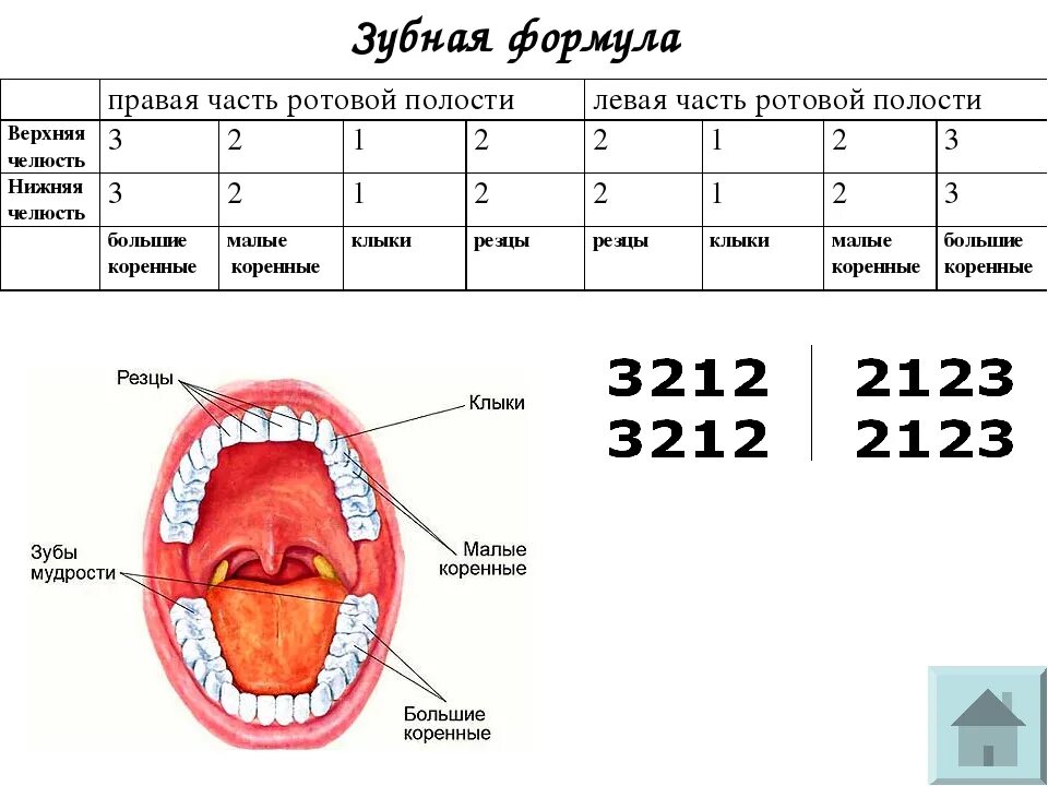 Составьте зубную формулу