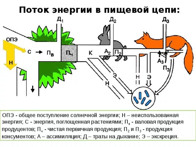 Валовая энергия. Поток энергии в трофической цепи. Поток энергии в экосистеме (по ф. Рамаду, 1981). Потоки вещества и энергии в экосистеме схема. Поток энергии и пищевые цепи схема.