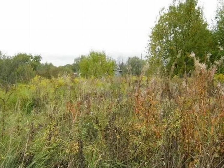 Купил заросший участок. Купил заросший участок