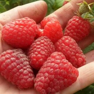 Урожайность маравиллы