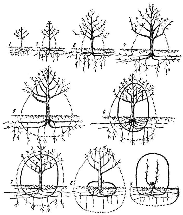 корневище яблони. корневая система яблони. корневище яблони. корни яблони глубина. корневище яблони.