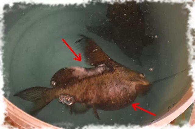 сомик анциструс белый. почему сомик умирает. аквариумный сомик раздулся живот. сомик кукушка плавает кверху брюхом. звездочка сом погиб с белой проплешеннлй на хвосте.