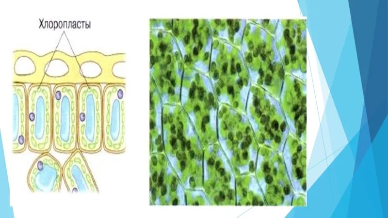 Хлоропласты в клетках листьев крупные. Хлоропласт. Хлоропласт в разрезе. Путешествие в мир клеток. Хлоропласты в растительной клетке.