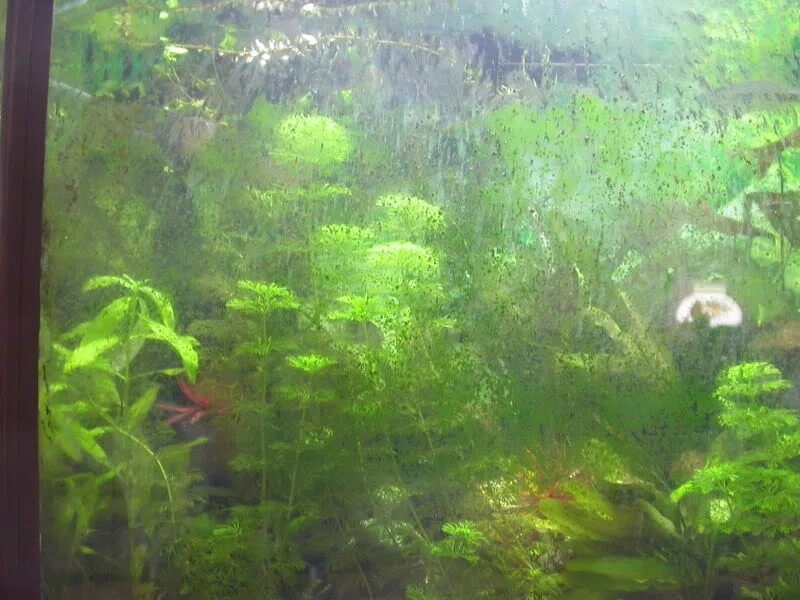 Диамантовые водоросли в аквариуме. Синезеленые водоросли в аквариуме. Водоросли на стенках аквариума. Водоросли на стекле аквариума.