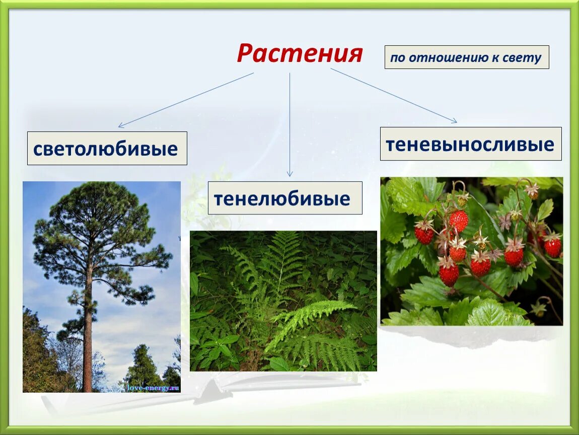 Светолюбивые и теневыносливые растения. Светолюбивые тенелюбивые теневыносливые. Светолюбивые 2) тенелюбивые. Свето любивые и теновынослевые растения. Плаун светолюбивая или теневыносливая