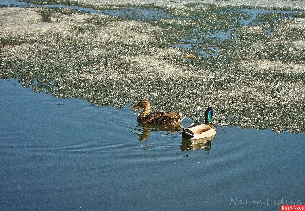 Гольяновский крым. Рокарий болотце. Ваш любимый пруд. Водоемы в нижних дибунах. Гольяновский пруд дворец лето.
