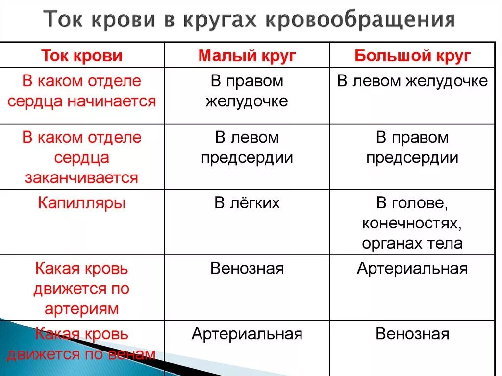 Таблица малого круга кровообращения. Круги кровообращения человека таблица 8 класс. Таблица круги кровообращения 8 класс биология. Ток крови в кругах кровообращения таблица. Таблица по биологии 8 класс круги кровообращения малый и большой.