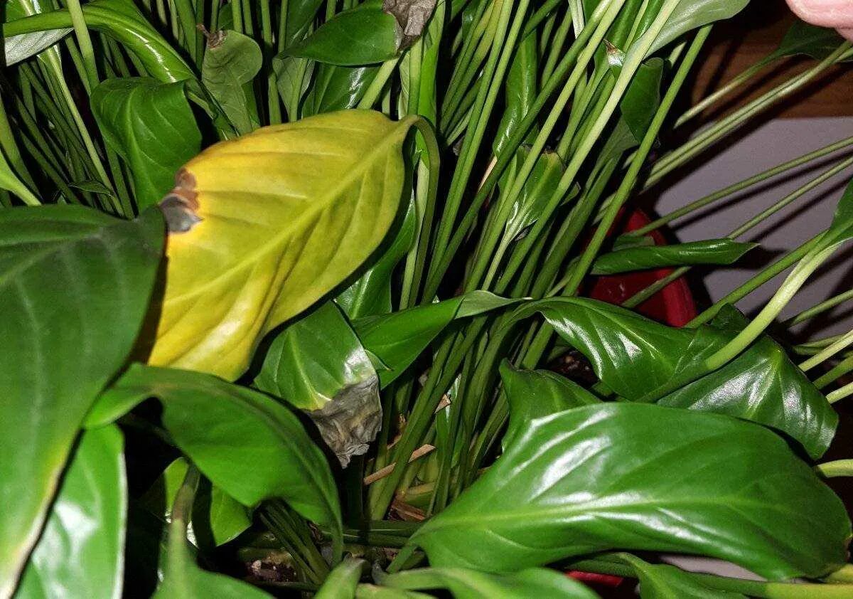 Желтеют листья у комнатных растений что делать. Спатифиллум хлороз. Хлороз спатифиллума. Спатифиллум желтеют листья. Фитофтороз спатифиллума.