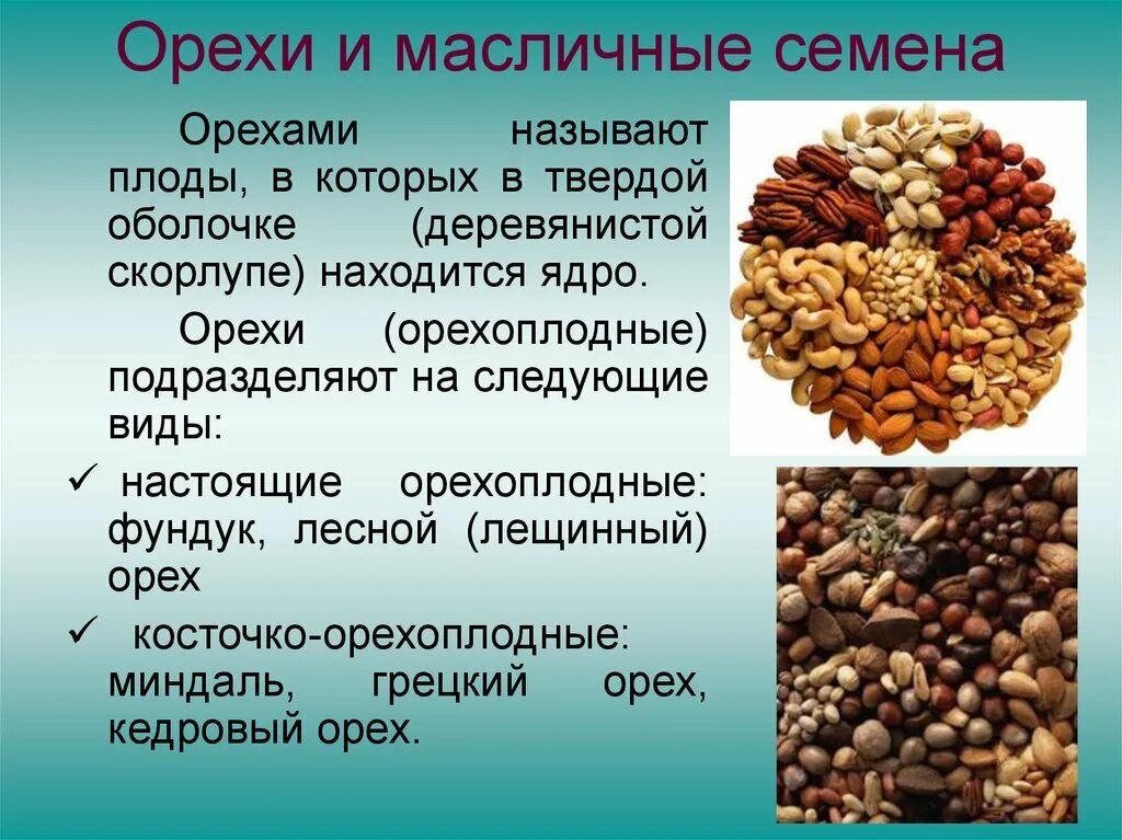 Выберите растения семена которых используют. Масличные культуры. Масличные семена. Масленичные культуры. Орехи и масличные семена.