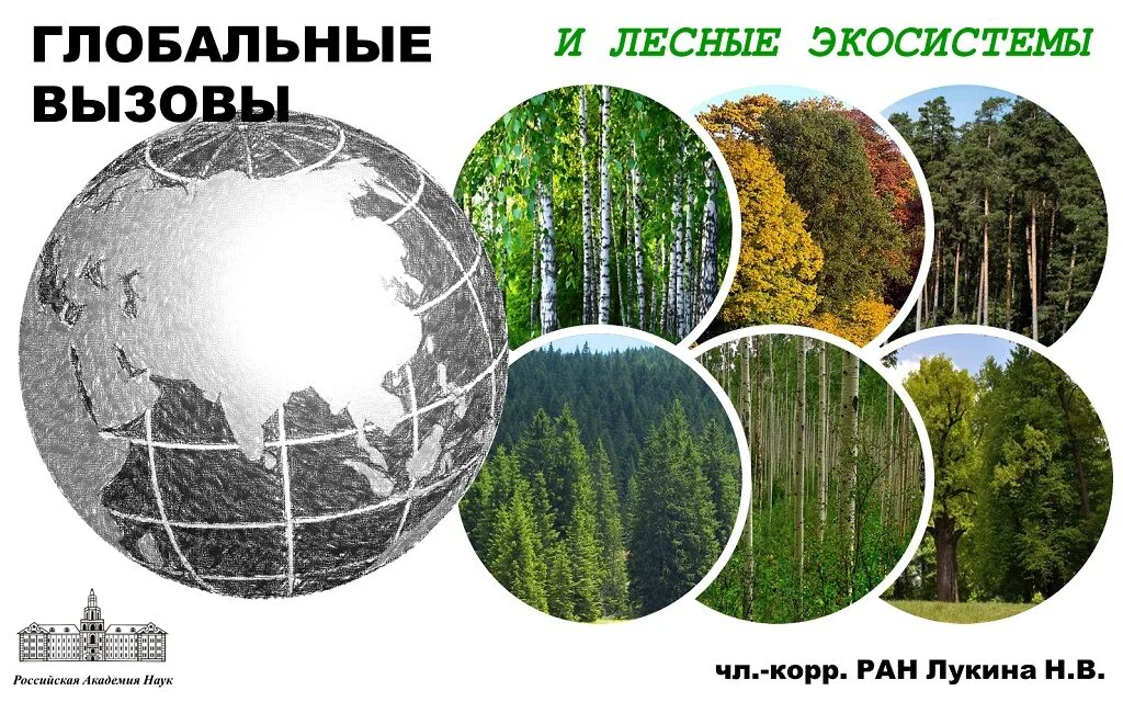 Студенты изучают уникальные экосистемы ненарушенной тайги. Экосистема лес. Вертикальная экосистема. Лесные экосистемы России. Экологическая система леса.
