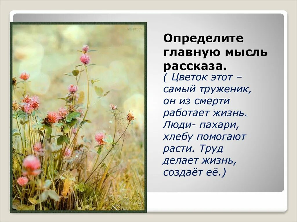 Цветок на земле Платонов. Рассказ Платонова цветок на земле. Цветок на земле презентация 3 класс. Цветок на земле Платонов какой цветок. А п платонова цветок на земле