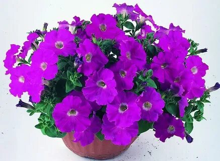 Петунья водопадия