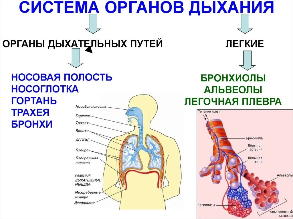 Носоглотка бронхи гортань носовая полость легкие трахея. Отделы дыхательной системы схема. Трахея бронхи бронхиолы. Строение дыхательной системы человека. Система органов дыхания человека схема.