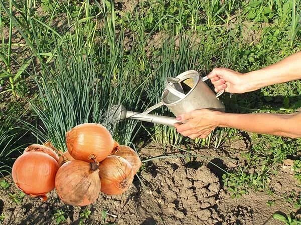 Нужно ли поливать лук после посадки. Полив чеснока в открытом грунте. Лук прекращения полива.