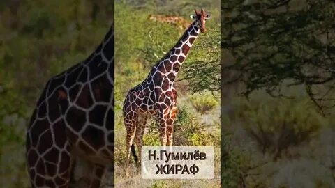 Жираф автор гумилев