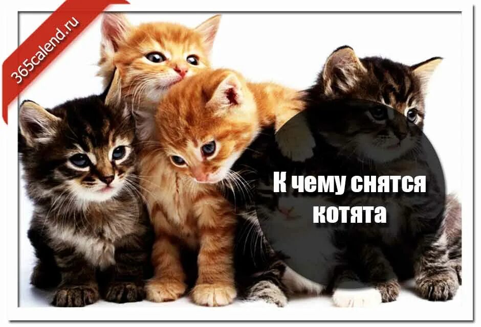 К чему снятся котята. К чему снится. Сонник котята. К чему снится рыжий котёнок. К чему снятся коты во сне мужчине