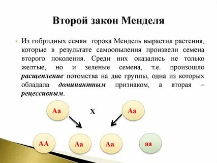 Первый второй закон г менделя