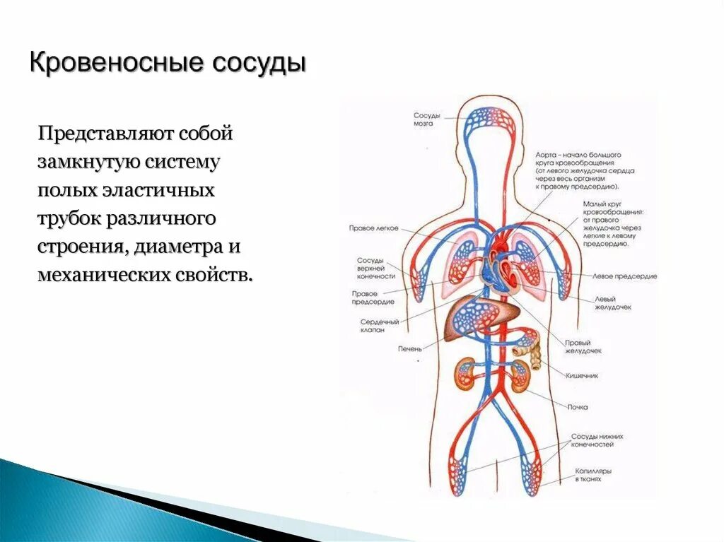 Возврат жидкости в кровеносную систему. Кровеносная система человека. Кровеносная система сообщающиеся сосуды. Кровеносная система как сообщающиеся сосуды. Кровеносная система человека простая схема.