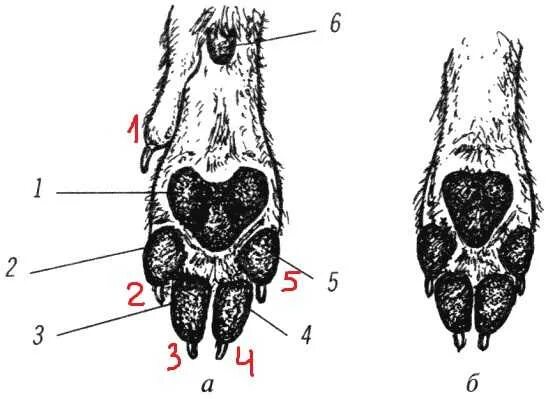 Запястный Мякиш у собаки. Запястный Мякиш у собаки на передней лапе. Строение передней лапы собаки. Строение передней лапы Йорка.