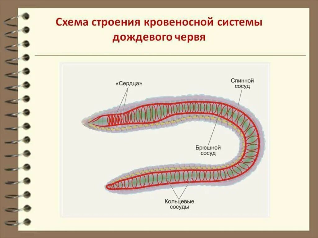Строение кровеносной системы червя