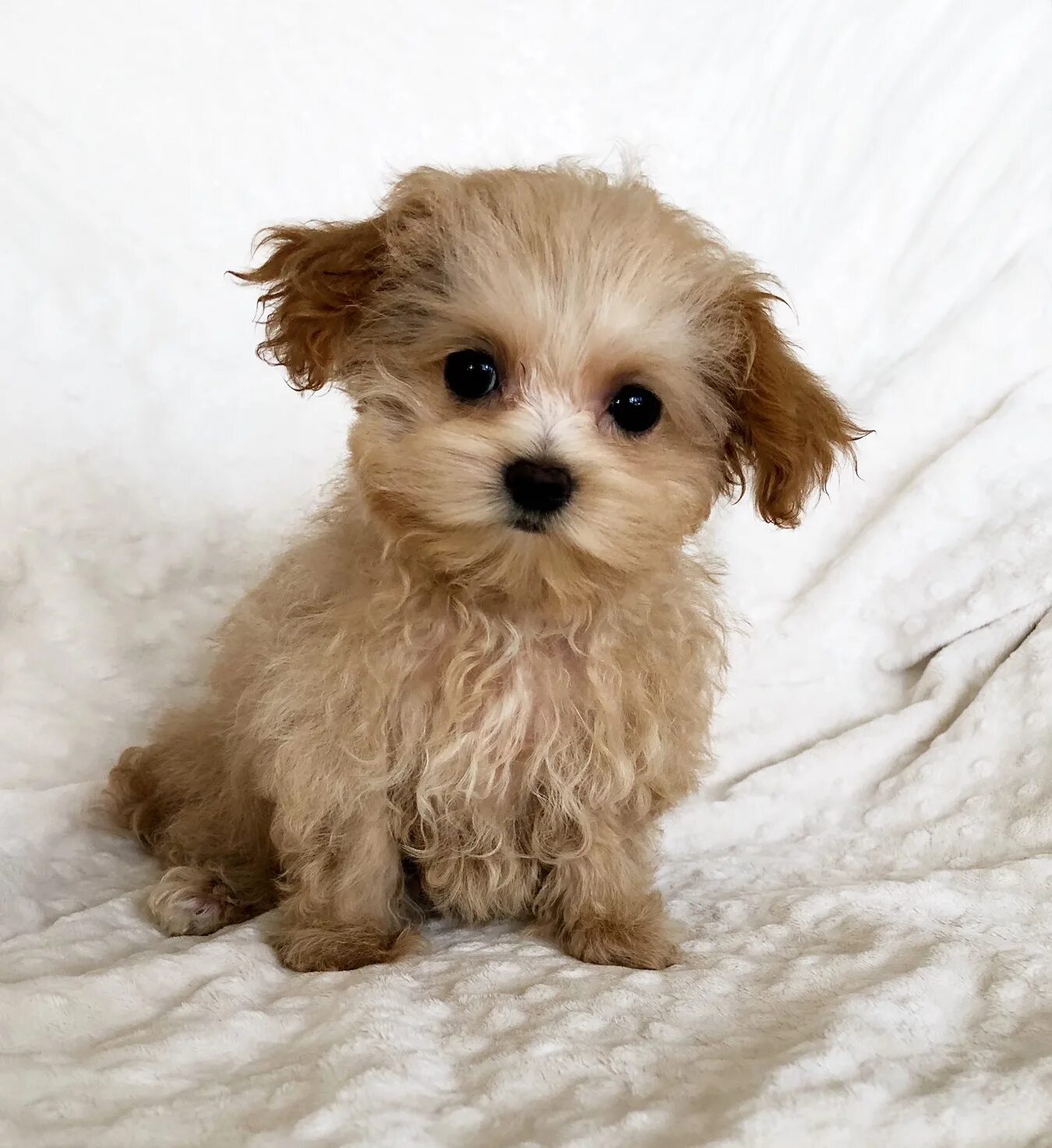 Болонка мальтипу. Мальтипу. Щенок мальтипу. Пудель мальтипу микро. Мальтипу собака минусы породы.