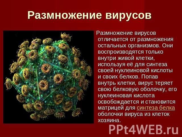 Тема вирусы 5 класс биология. Презентация по биологии вирусы. Информация о вирусах. Проект на тему вирусы.