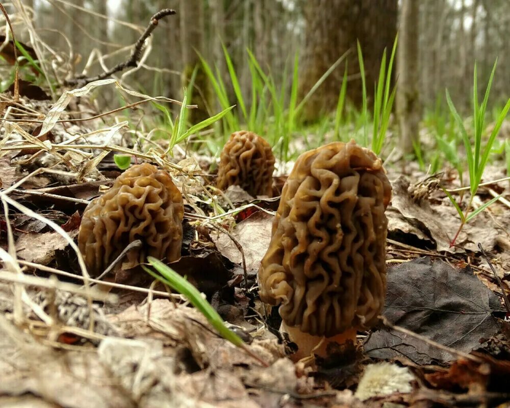 Весенний гриб похожий на сморчок. Сморчки грибы. Сморчок обыкновенный. Сморчок полусвободный. Весенние грибы сморчки.