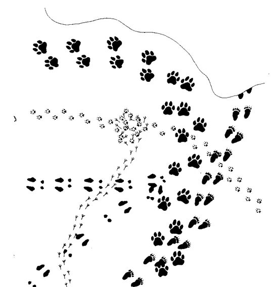 Следу задание. Карта со следами животных. Задание про следы зверей. Следы задания для детей. Следы на снегу задание для детей.