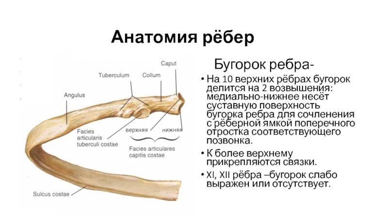 Суставная поверхность бугорка ребра