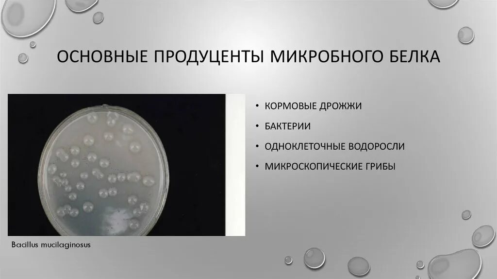 Последовательность создания штамма бактерии. Микробный кормовой белок. Микробный белок производство. Продуценты белка. Продуценты кормового белка.