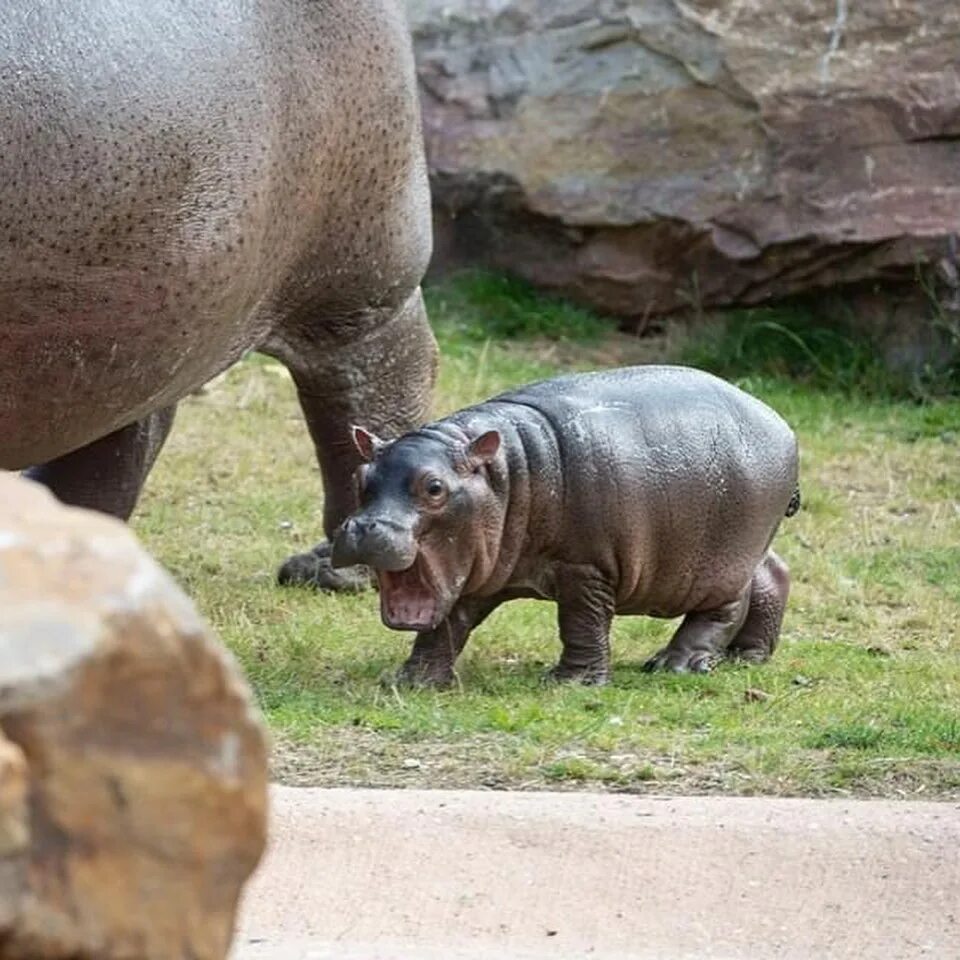Карликовый бегемот детеныш. Бегемот в саванне. Карликовый гиппопотам. Гиппопотам и бегемот. Детеныш гиппопотама.
