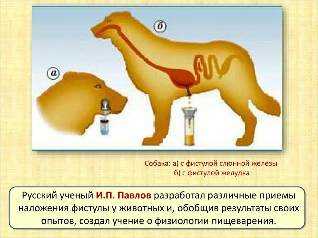 Как называется метод павлова позволивший установить. Опыт Павлова регуляция пищеварения. Регуляция пищеварения собака Павлова. Регуляция пищеварения Павлов опыты. Опыты Павлова с собаками по пищеварению.