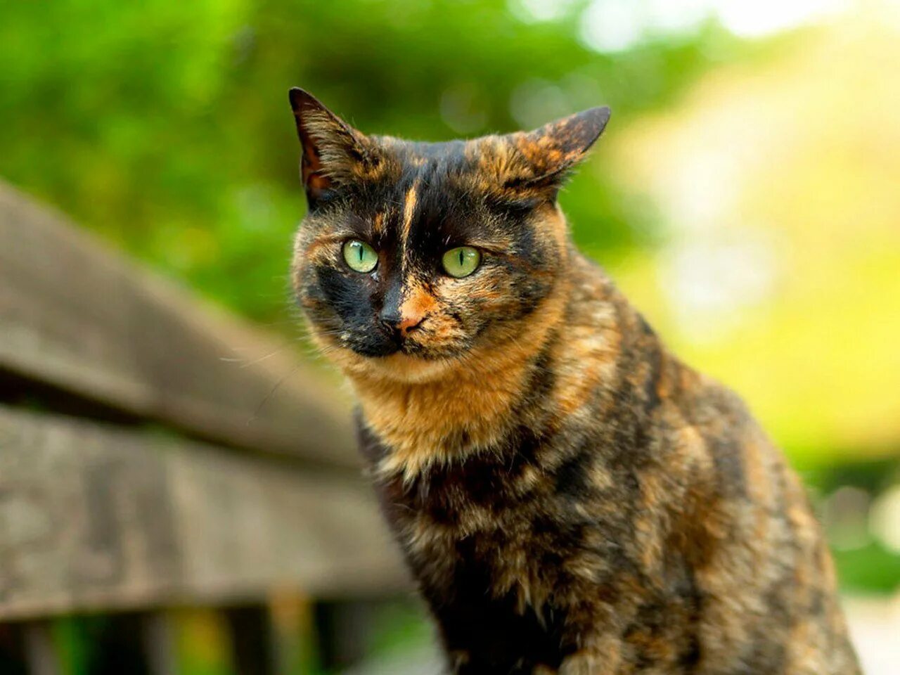 Какая нибудь кошка. Черно рыжая черепаховая кошка. крапчато черепаховая кошка. пестрая кошка черепаховая. рыже черная кошка.