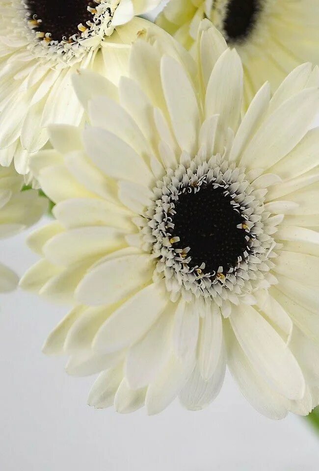 гербера вайт кинг. гербера кимси. королевская гербера. гербера фантом белая. букет невесты ромашки и герберы.