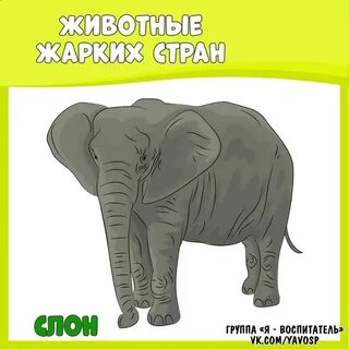 Планирование на тему животные жарких стран