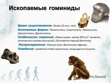 Общий предок человека и человекообразных обезьян тест