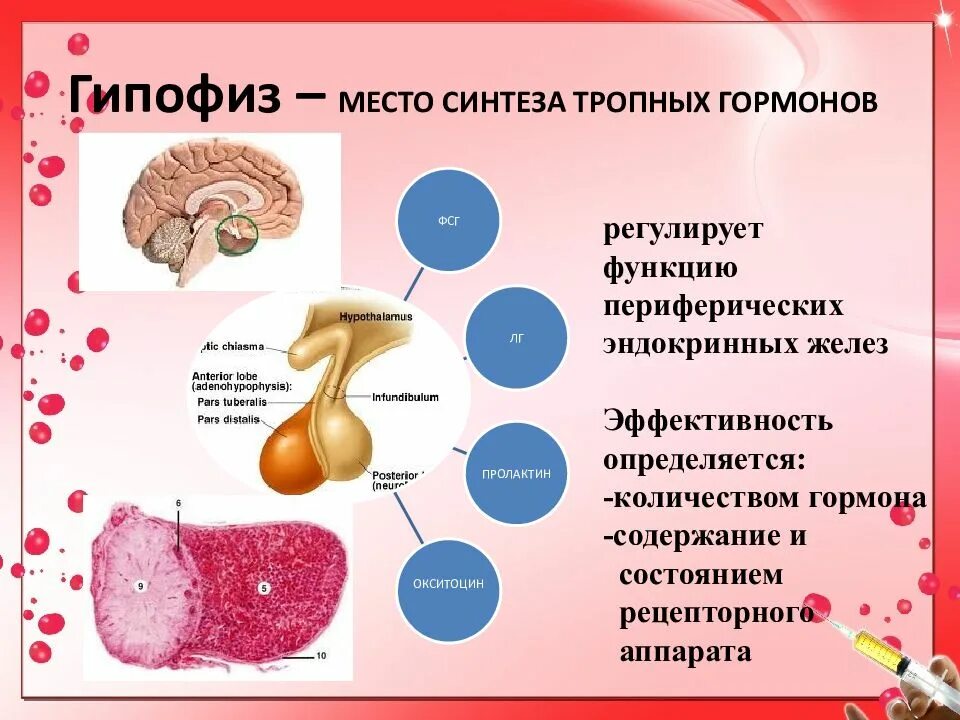 Гипофиз функции кратко. Гормоны гипофиза. Гормоны синтезируемые гипофизом. Гормональная функция гипофиза. Гормоны передней доли гипофиза.