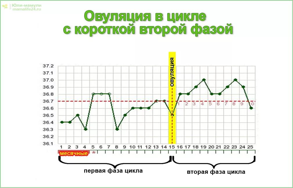 График овуляции. 2 Фаза овуляторнгго цикла. Короткий цикл овуляция. 1 Фаза овуляционного цикла.