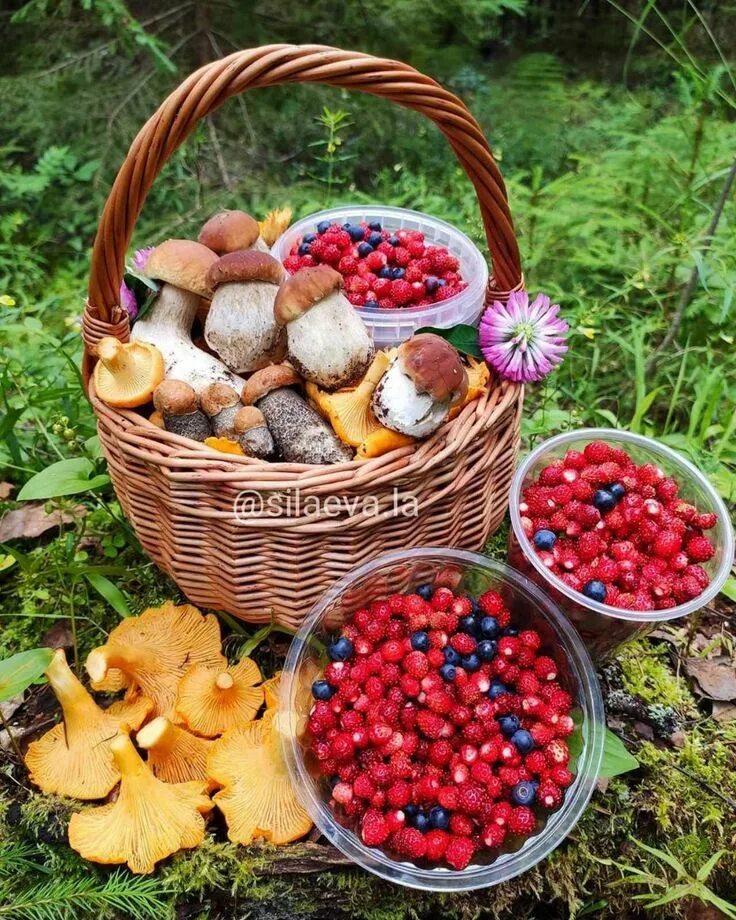 Свежие грибы и ягоды. Ягоды в лукошке. Грибы и ягоды. Корзинка с ягодами. Корзинка с грибами и ягодами.