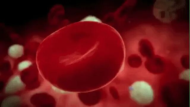 Селезенка лейкоциты. Эритроциты в крови. Эритроциты gif. Гемоглобин гиф. Эритроциты в крови анемия.