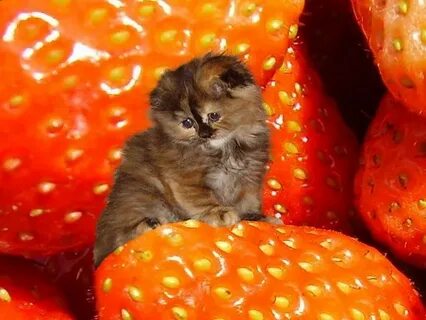 Кошка малинка